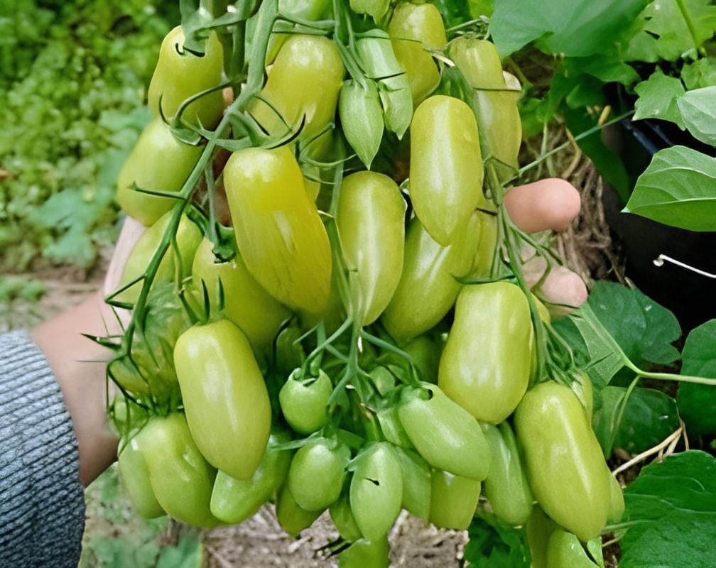 600 Seeds Rarest Dark Green 'MA NAI' Sweet Tomato Organic