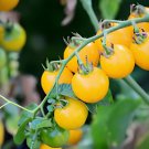 600 Seeds Middle Yellow Tomato with Light Yellow Stripe Organic