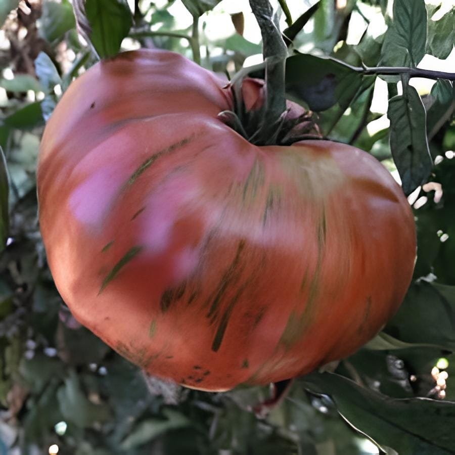 200 Seeds Heirloom Big Chocolate Stripes Tomato Hybrid