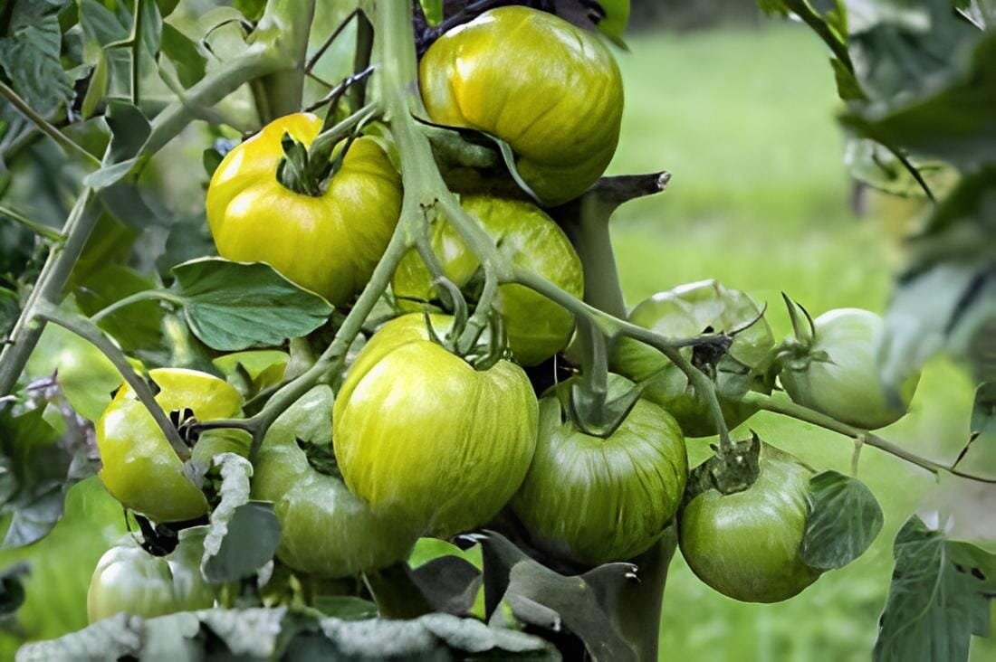 600 Seeds Middle Green Tomato with Dark Green Stripe Original