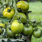 600 Seeds Middle Green Tomato with Dark Green Stripe Original
