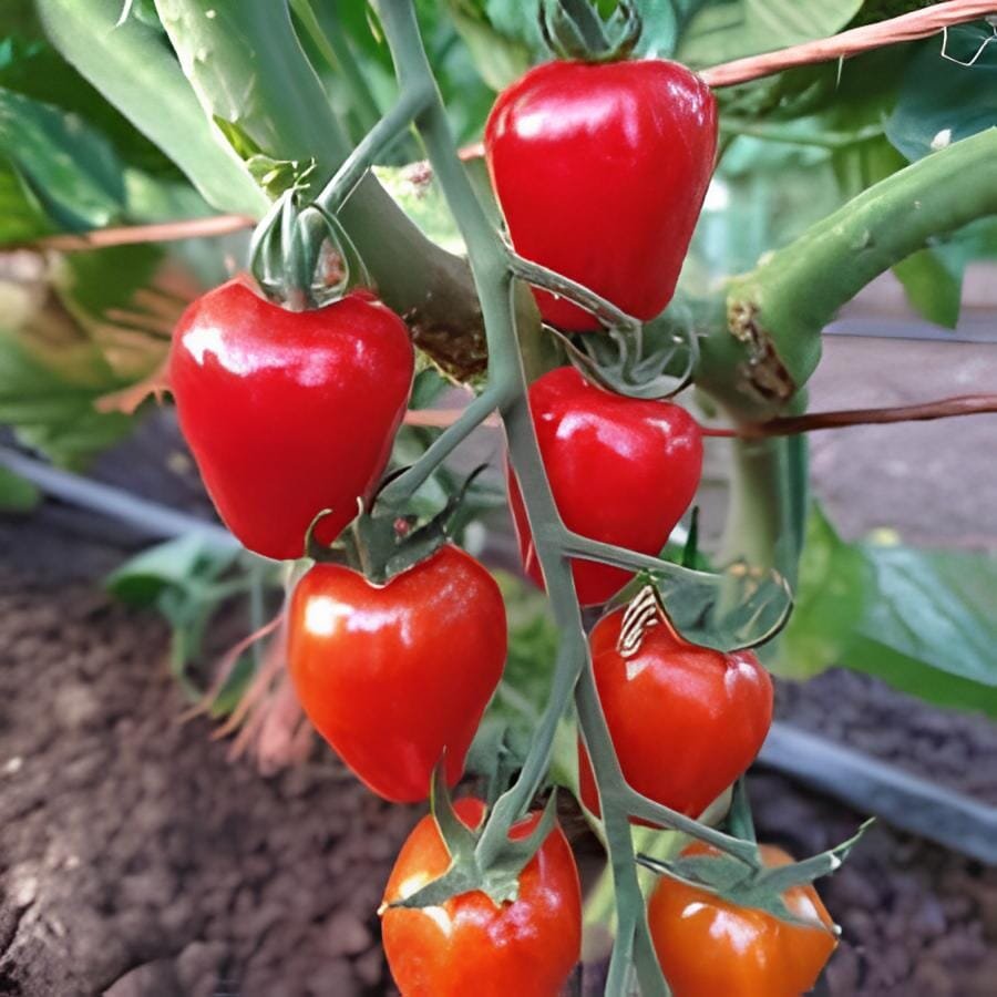 600 Seeds Japanese Pink Little Tomato 'Peach' Organic