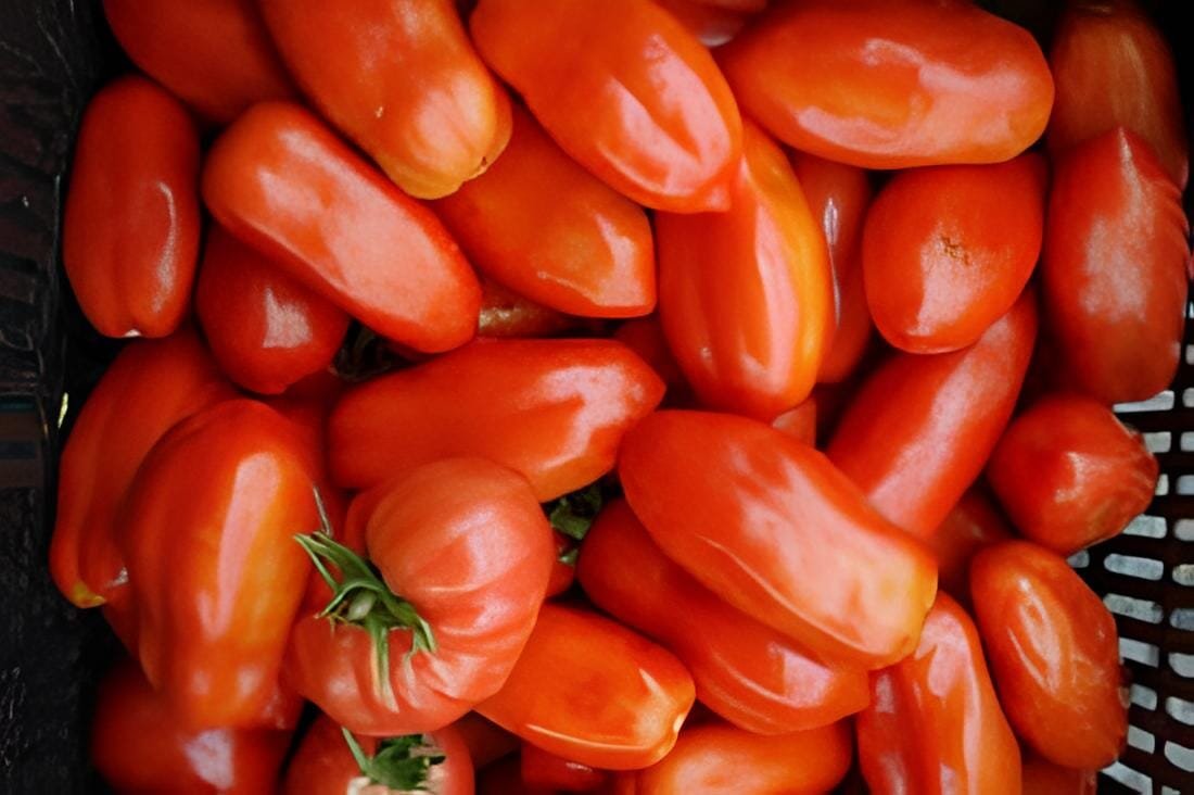 800 Seeds New Rare Green Red Long Tomato 'OX Horn' Organic