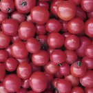 600 Seeds American Pink Long Tomato Organic