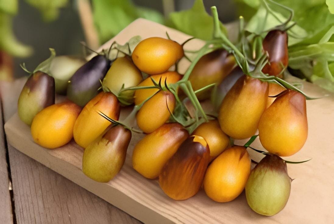 200 Seeds Pearl Drops Tomato F1