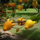 40 Seeds Solanum mammosum Cow's Udder Nipple Fruit Apple of Sodom