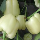 16 Seeds White Sweet Bell Pepper