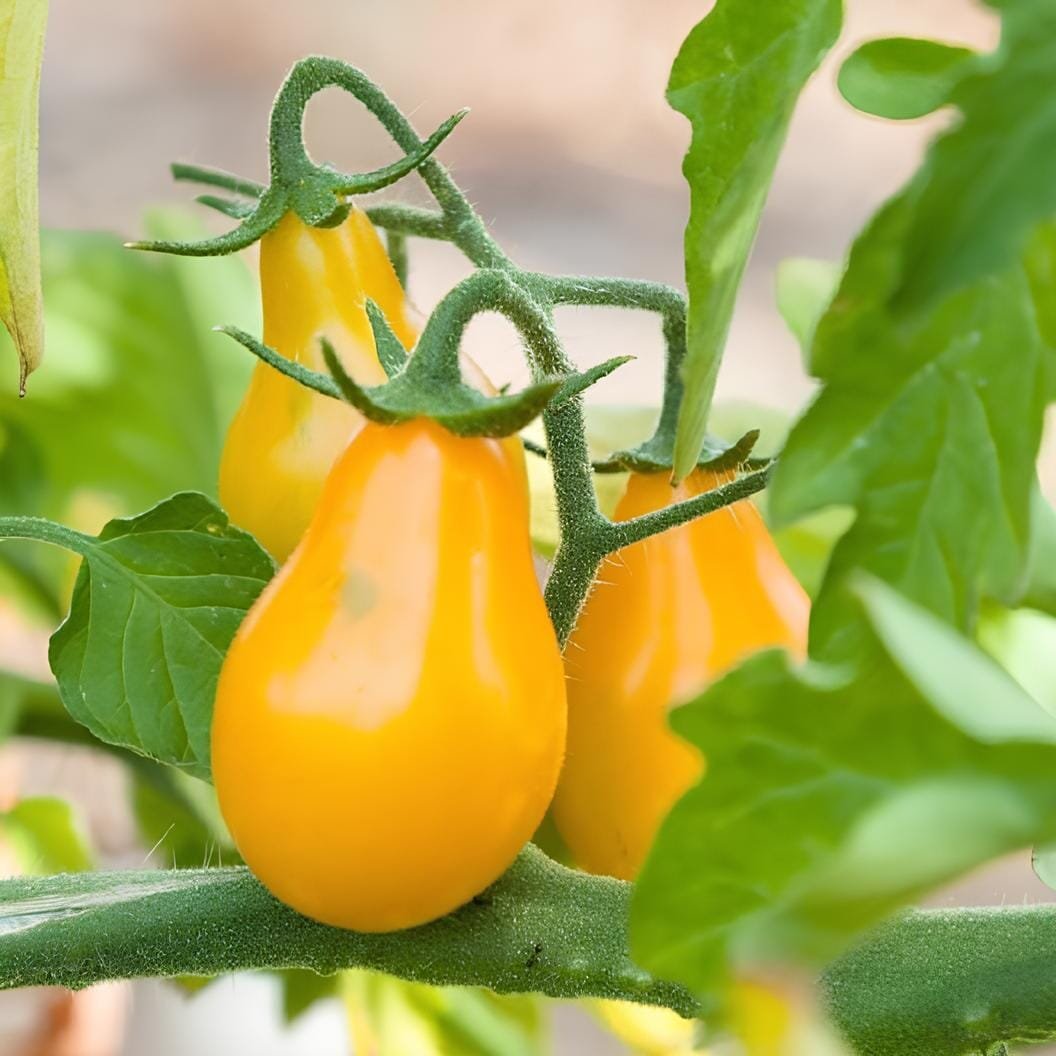 60 Seeds Yellow 'Pear' Cherry Tomato Original