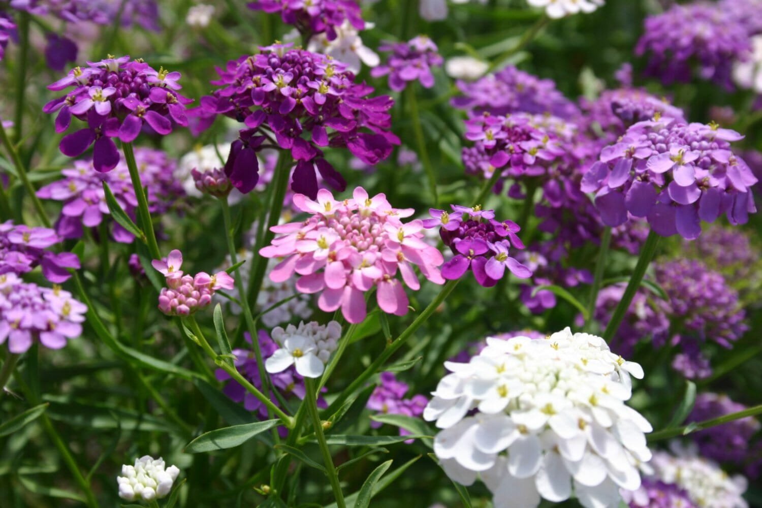 100 Seeds Candytuft Fragrant Iberis Amara Room Flower Bee