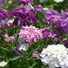 100 Seeds Candytuft Fragrant Iberis Amara Room Flower Bee