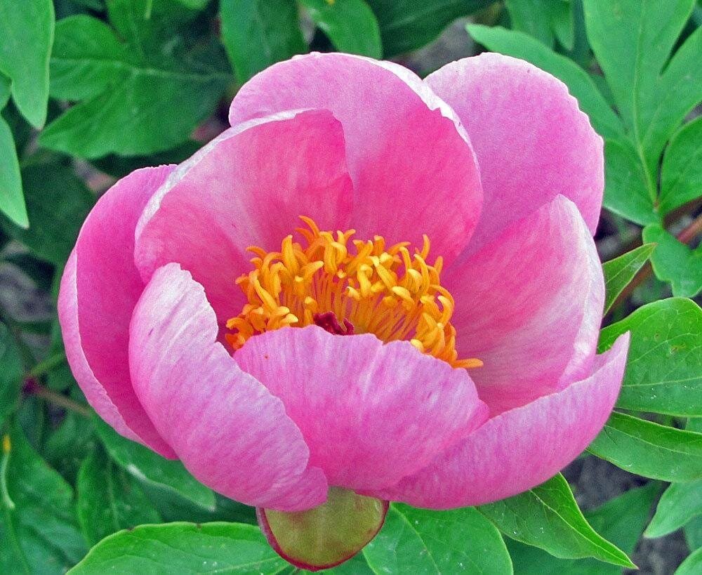 12 Seeds Herbaceous Peony Flower