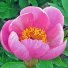 12 Seeds Herbaceous Peony Flower