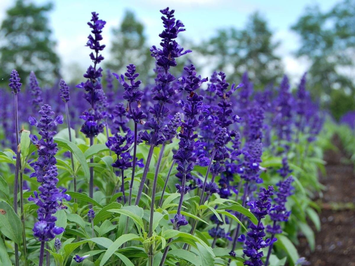 60 Seeds Beautiful Blue Flower Sage