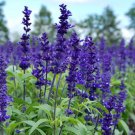 60 Seeds Beautiful Blue Flower Sage