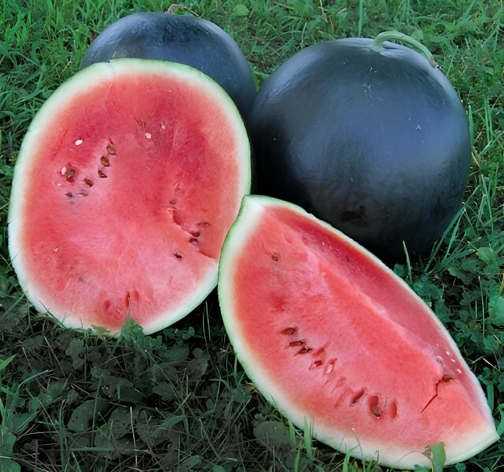 16 Seeds Black Long Sweet Watermelon (less seeds)