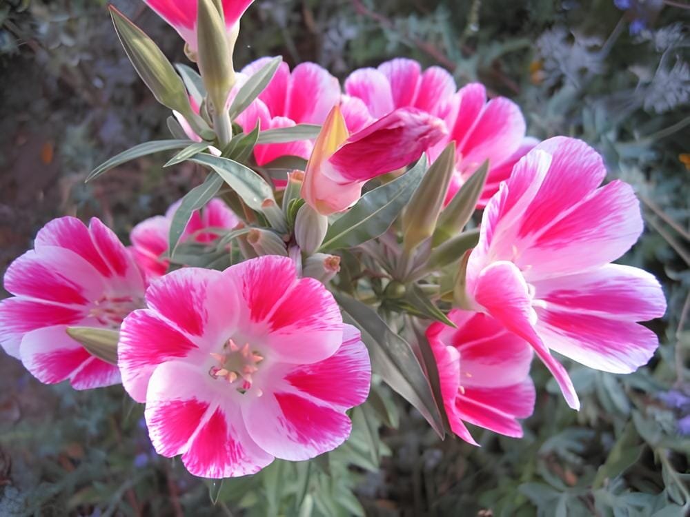 100 Seeds Farewell to Spring Flower