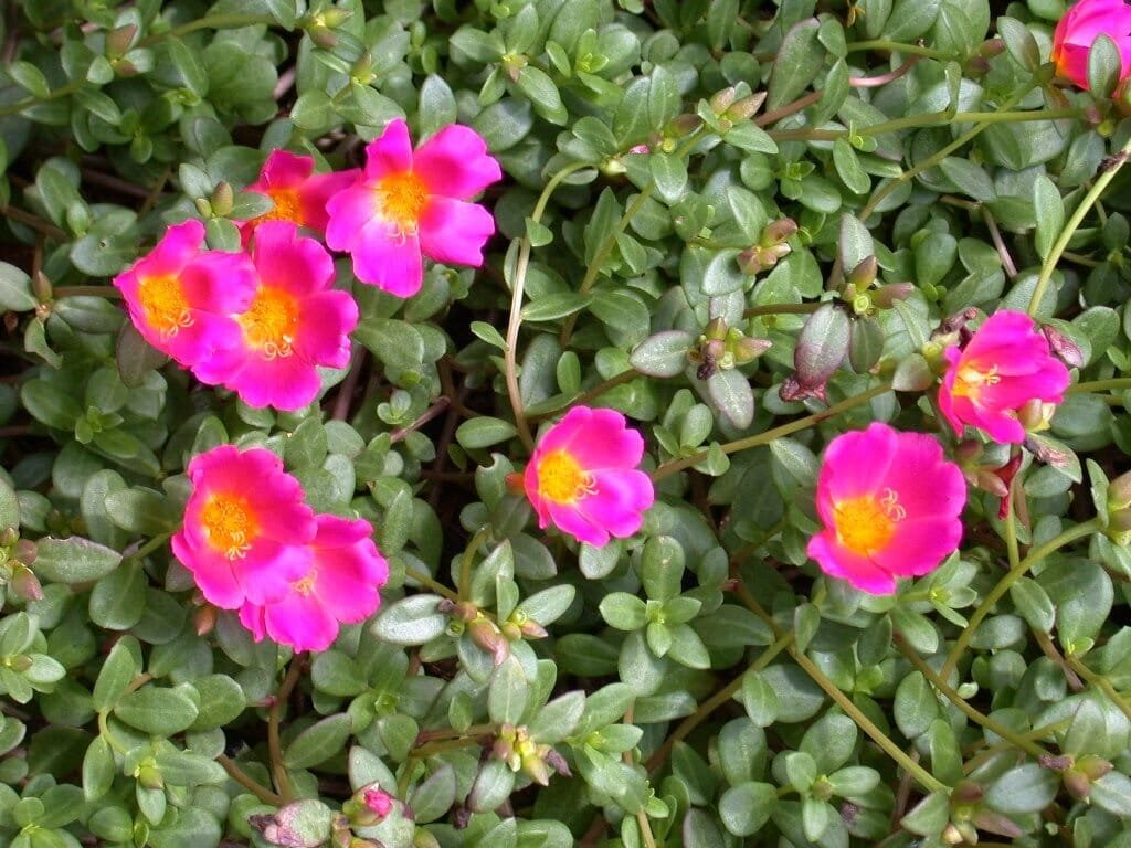 440 Seeds Beautiful Red Sun Plant Flower