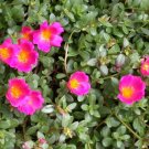 440 Seeds Beautiful Red Sun Plant Flower