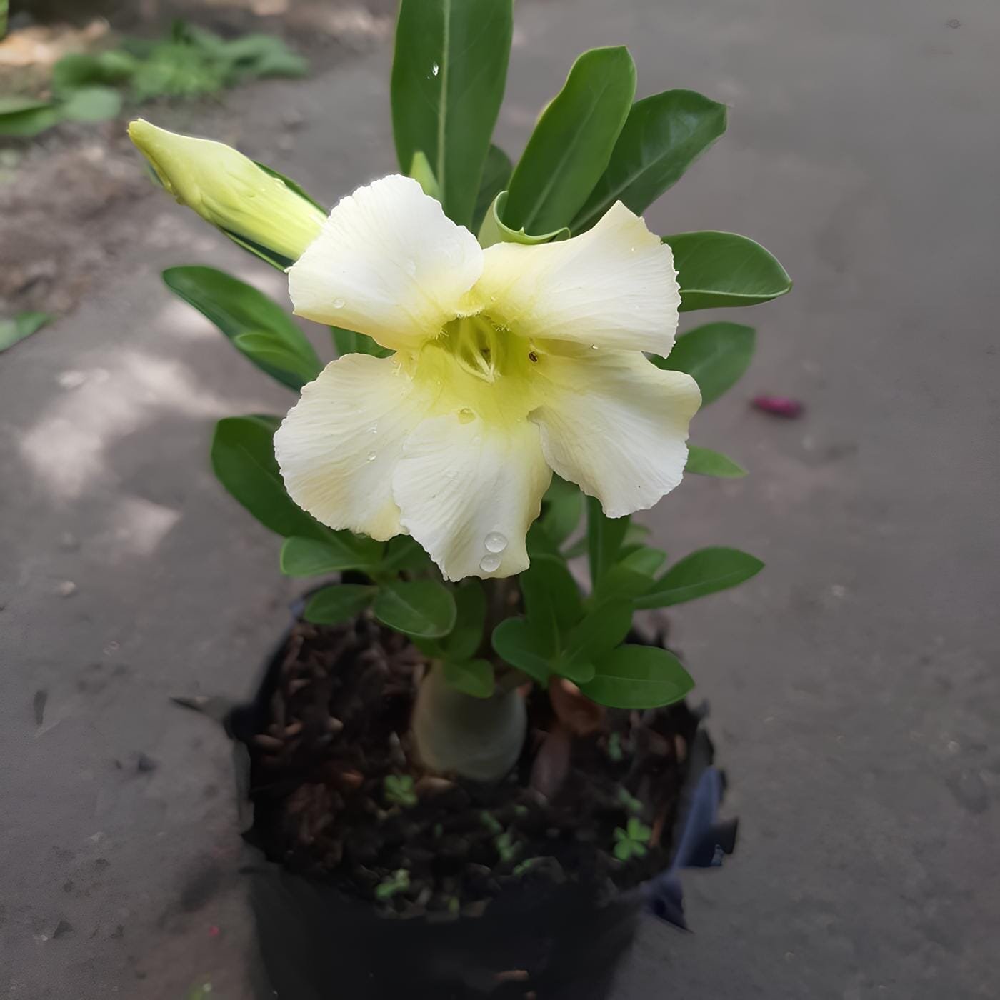 4 Seeds 'Golden Satisfaction' Adenium Desert Rose