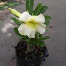 4 Seeds 'Golden Satisfaction' Adenium Desert Rose