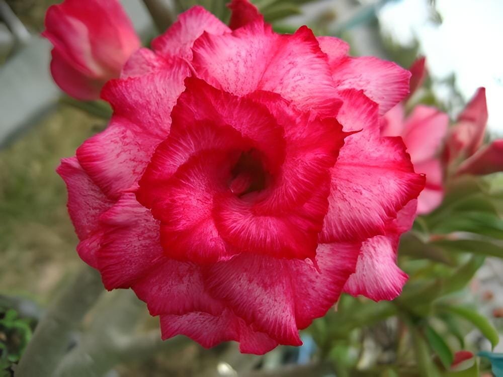 4 Seeds 'Red Cherry' Adenium Desert Rose