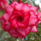 4 Seeds 'Red Cherry' Adenium Desert Rose