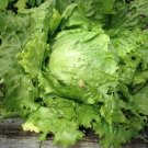 320 Seeds Ball Lettuce Vegetable Potted Plant