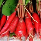 40 Seeds Red Turnip Radish Raphanus Sativus Organic