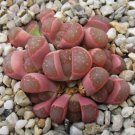 40 Seeds Lithops Olivacea v Neobrownii