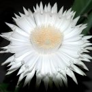 20 Seeds Barbed Wire Cactus with White Flowers