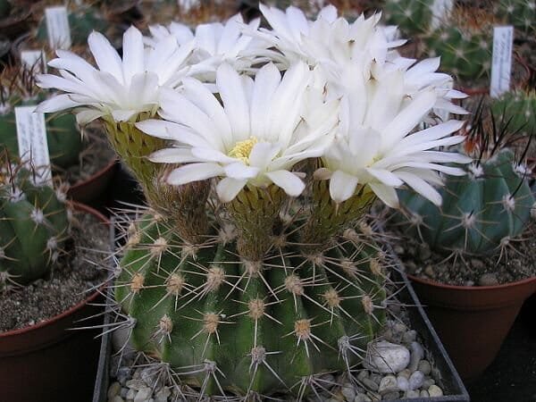 40 Seeds Acanthocalycium Klimpelianum
