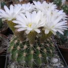 40 Seeds Acanthocalycium Klimpelianum