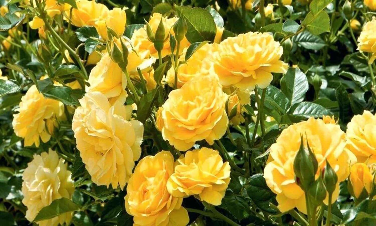 100 Seeds 'Euro Tri' Yellow Rose Shrub Flower