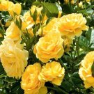 100 Seeds 'Euro Tri' Yellow Rose Shrub Flower