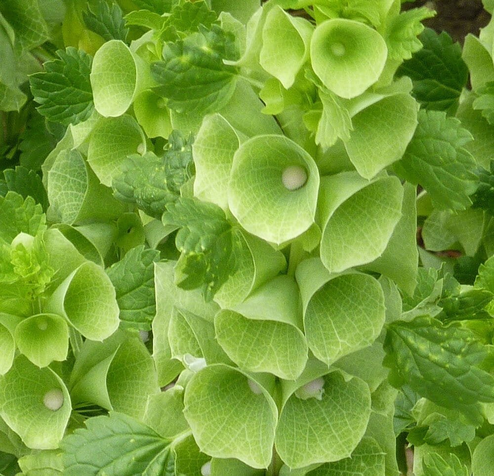 400 Seeds Green Shell Flower