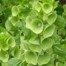 400 Seeds Green Shell Flower