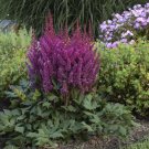 500 Seeds Astilbe Chinensis