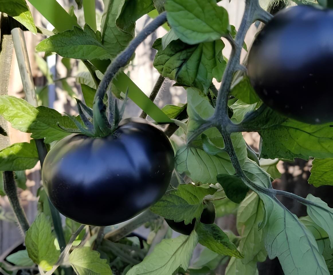 20 Seeds The Most Black Tomato In The World