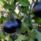 20 Seeds The Most Black Tomato In The World