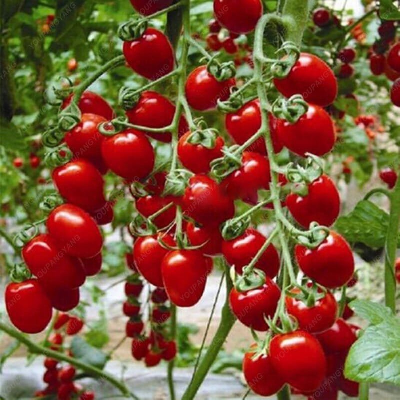 240 Seeds Bright Red Bonsai Cherry Tomato Organic