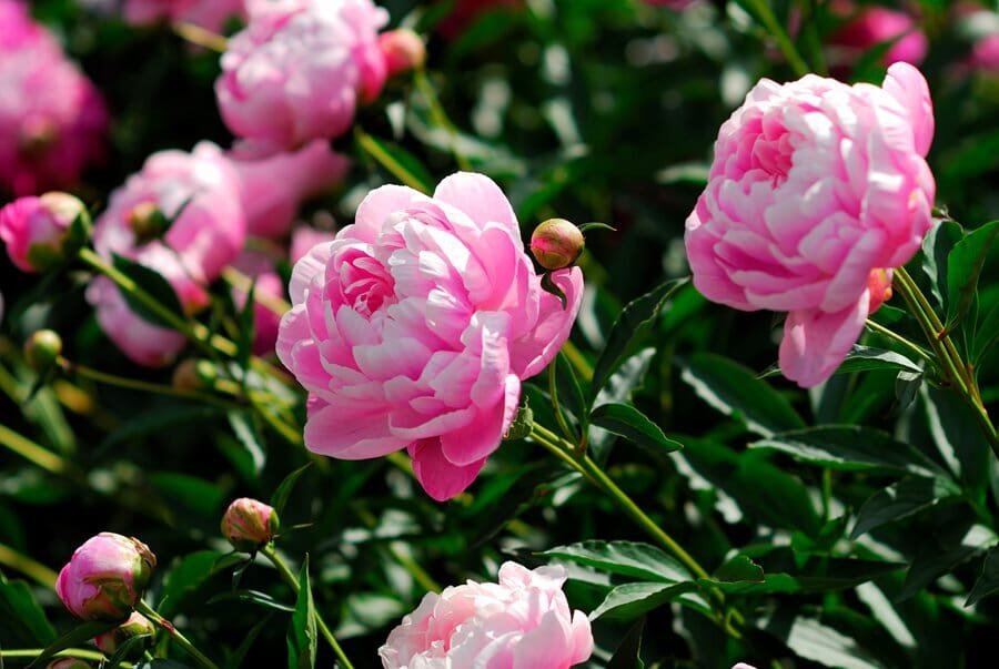 10 Seeds 'East Jin' Red Middle Red Peony Shrub Flower
