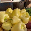 16 Seeds Sweet White Bell Pepper