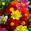100 Seeds Yellow Dark Red Orange 3-color Mixed Dahlia Hybrida