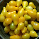 600 Seeds Yellow Fat 'Luo Cheng' Organic