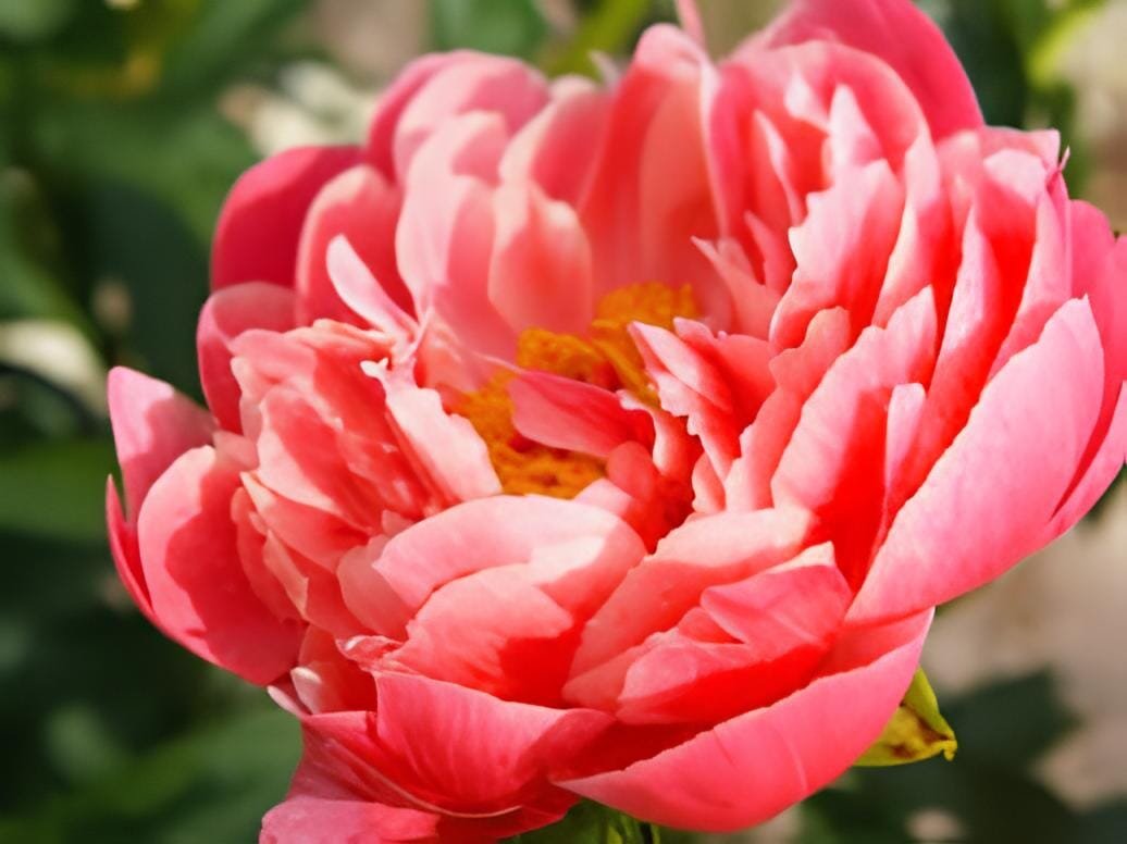 10 Seeds Heirloom 'Pink King's' Double Slippy Peony Flower