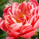 10 Seeds Heirloom 'Pink King's' Double Slippy Peony Flower