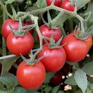 600 Seeds Heirloom 'Fire Dragon Ball' Bright Red Truss Cherry Tomato Organic