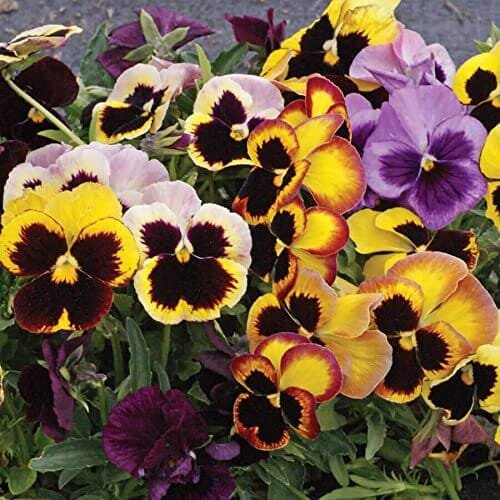 40 Seeds Heirloom Hanging Pansy Mixed White Yellow Purple