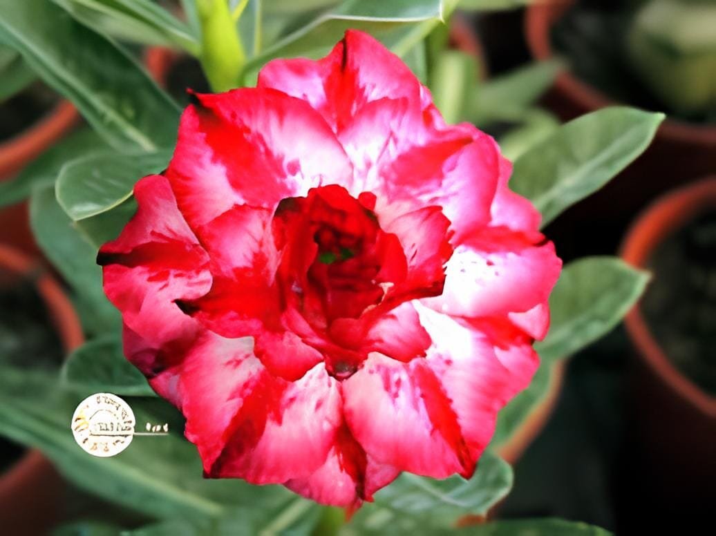 4 Seeds Heirloom Adenium New Destiny Desert Rose Bonsai