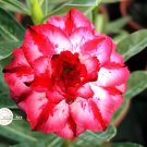 4 Seeds Heirloom Adenium New Destiny Desert Rose Bonsai